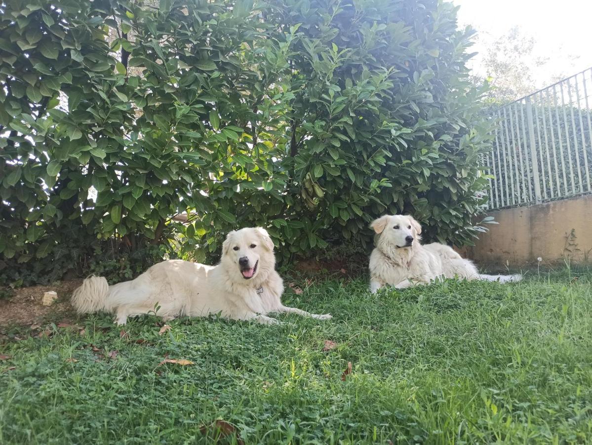 Villa Lilly Roma Dış mekan fotoğraf